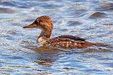 Juvenile Merganser_27670